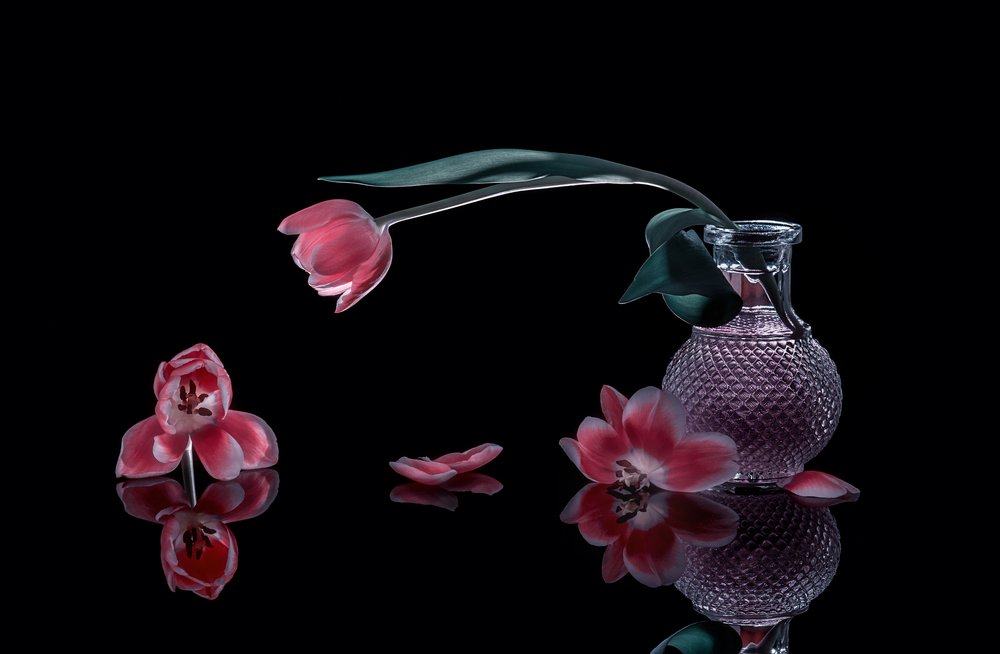 Elegante rosa tulipaner av Alice Sheng