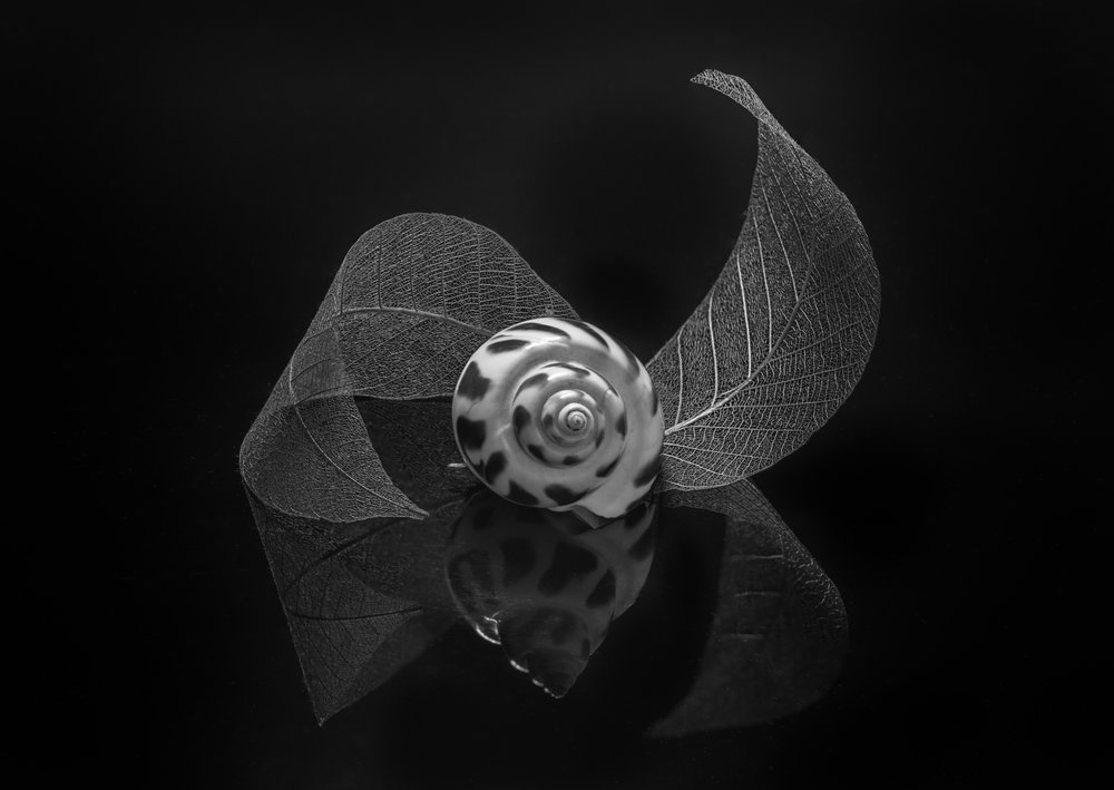 Refleksjon av spiralskjell av Alice Sheng