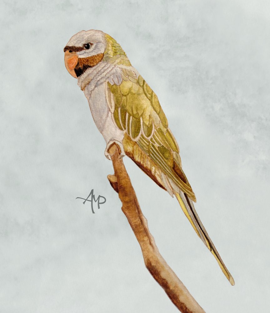 av Angeles M. Pomata