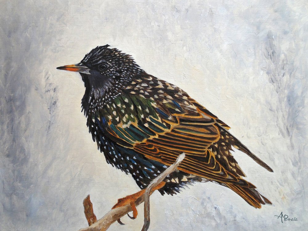  av Angeles M. Pomata