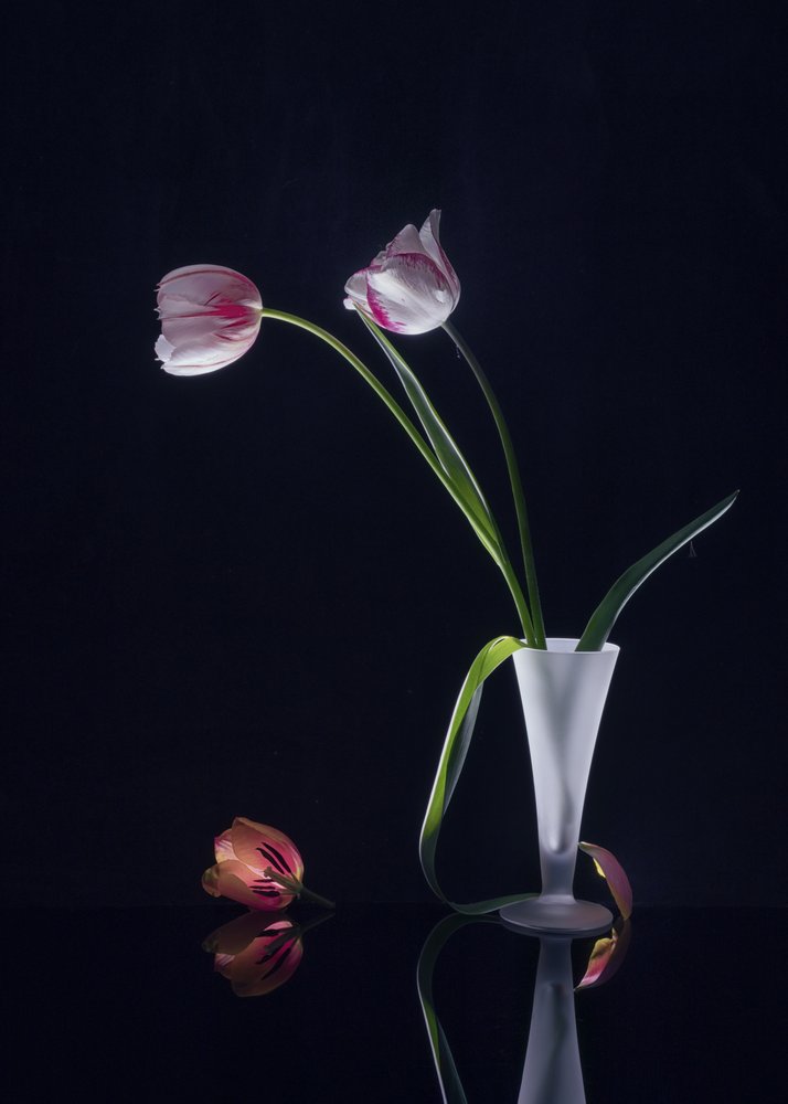 Elegant stilleben med tulipaner av Anna Qu