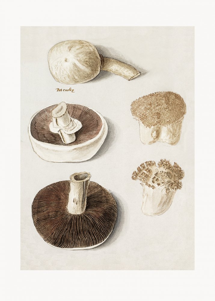 Vanlig engsopp, Agaricus campestris, stående av Anselmus Boëtius de Boodt