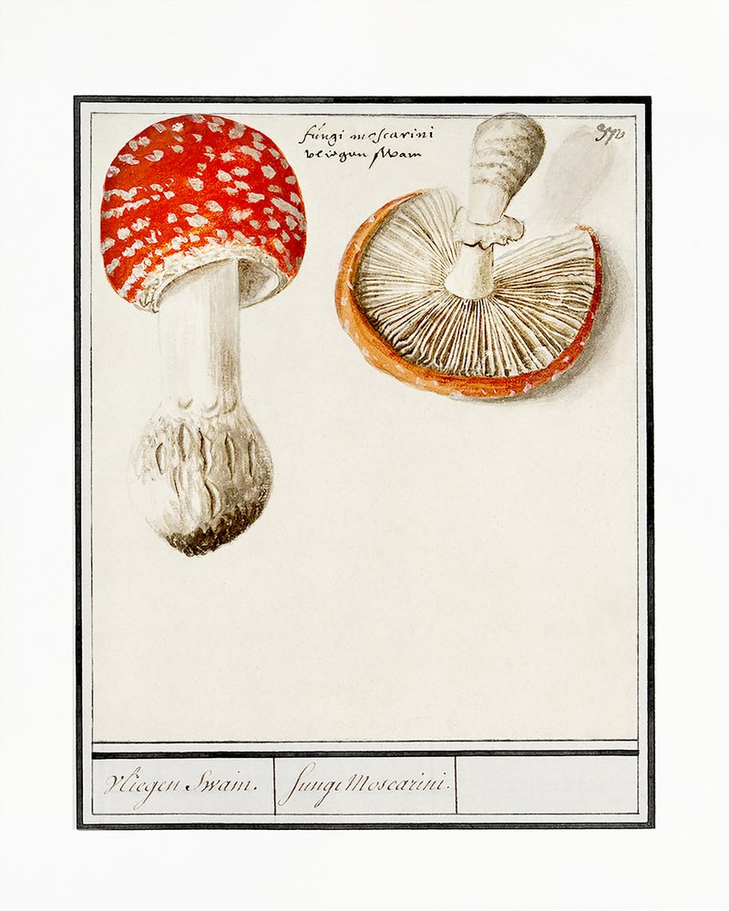 Fluesopp, Amanita muscaria av Anselmus Boëtius de Boodt
