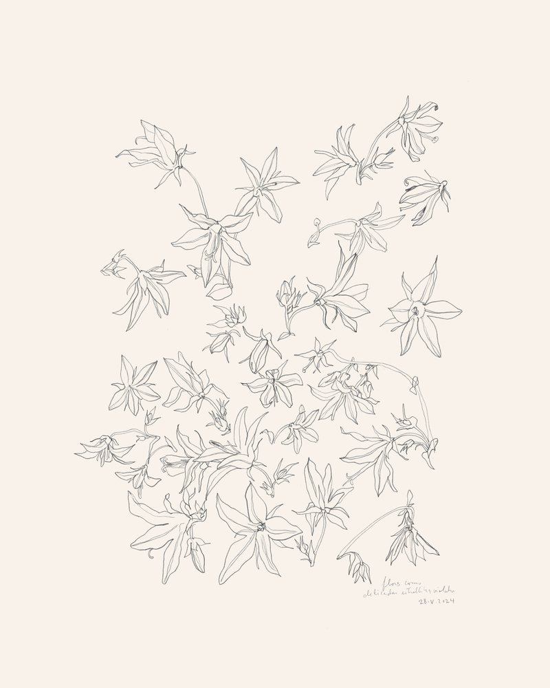  av Catalina Somolinos