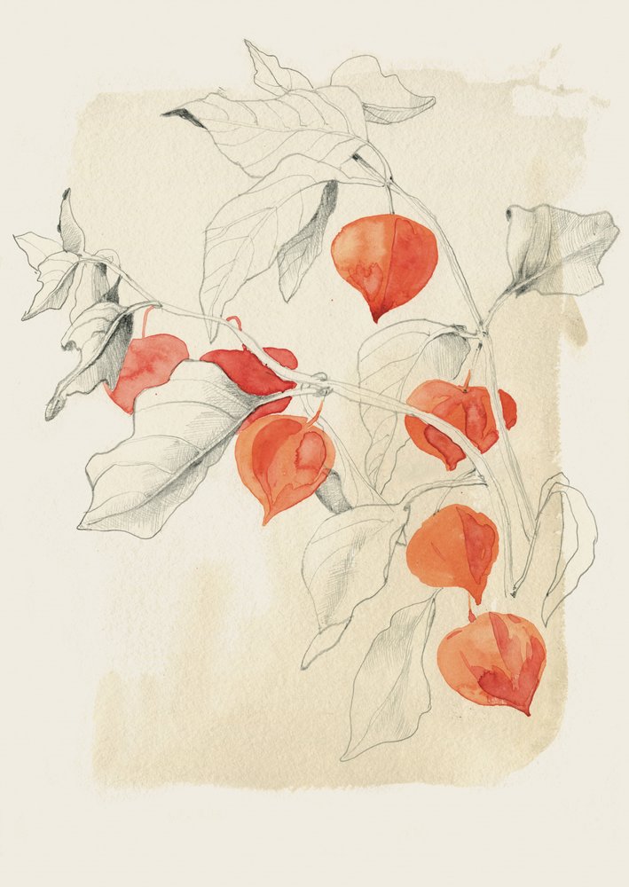  av Catalina Somolinos