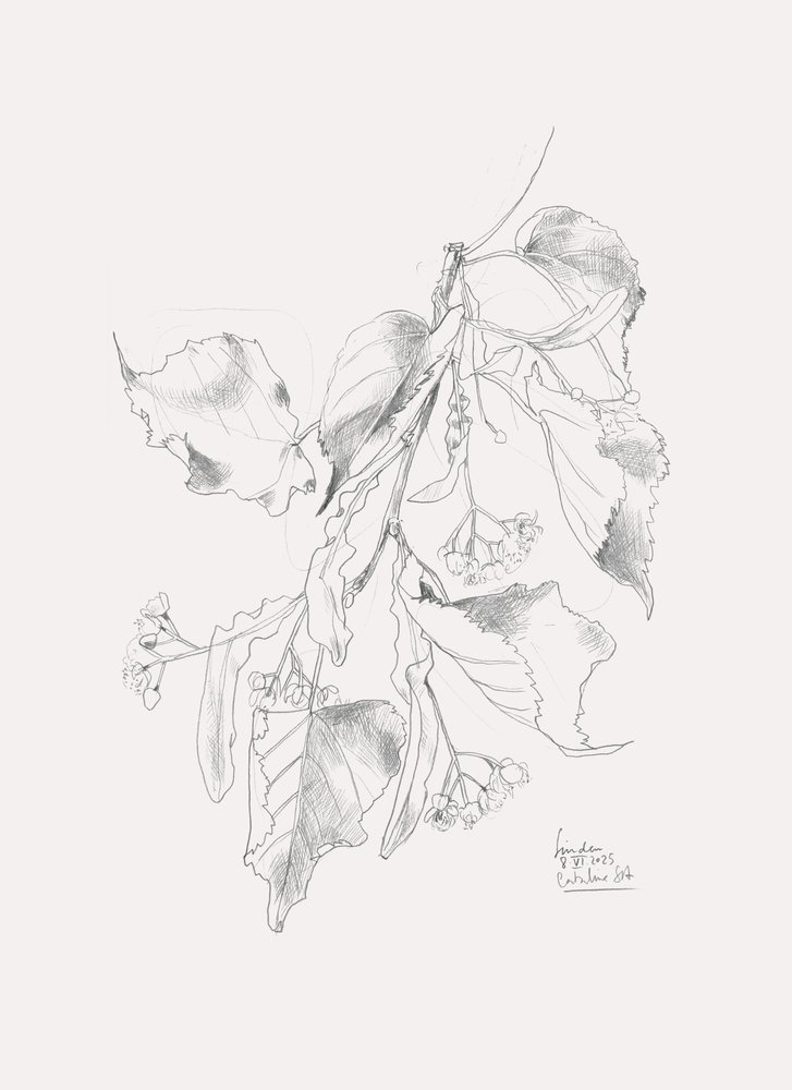  av Catalina Somolinos