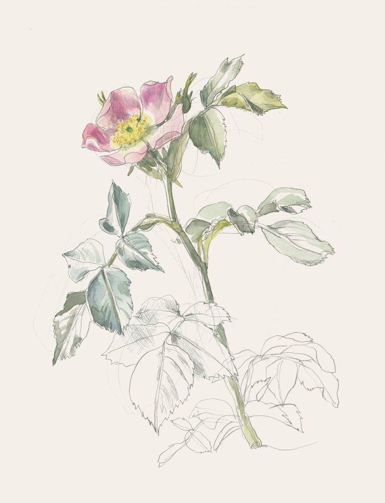  av Catalina Somolinos