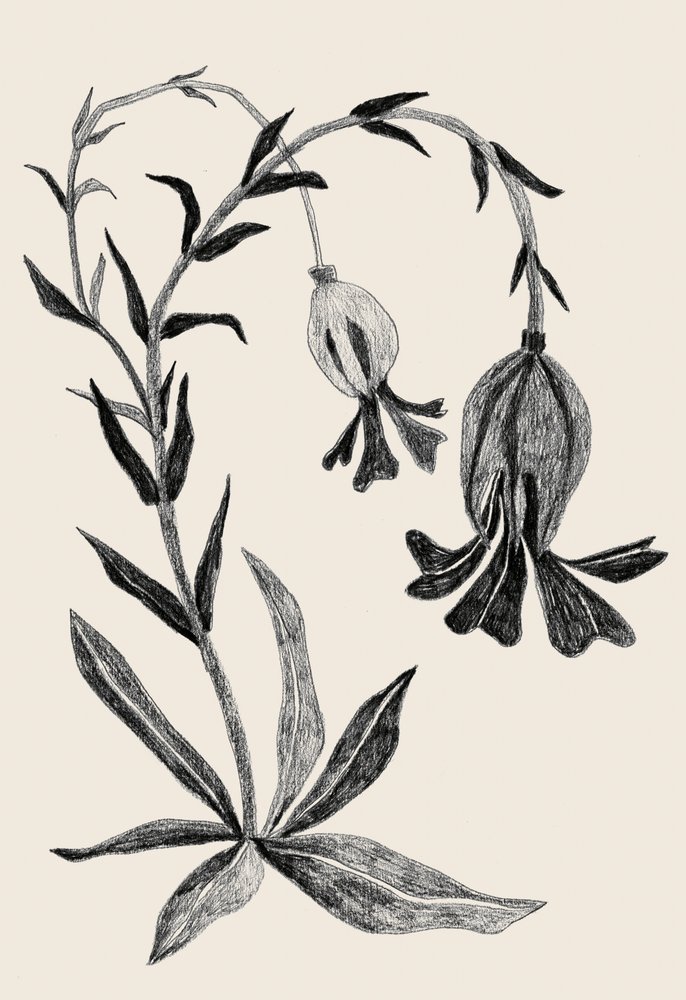  av Catalina Somolinos