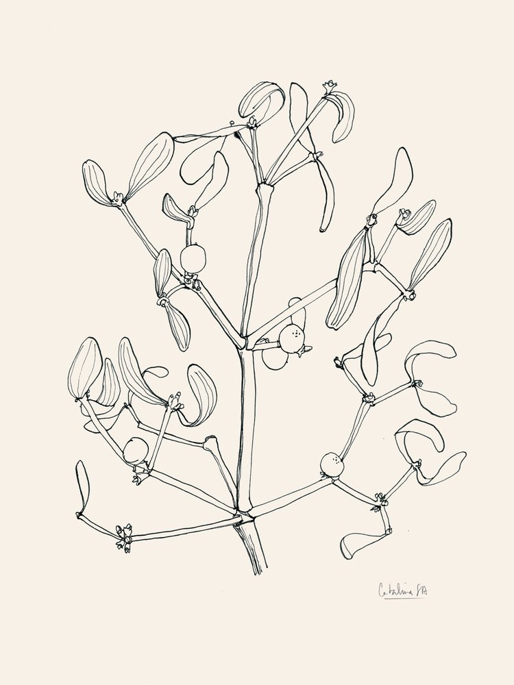  av Catalina Somolinos