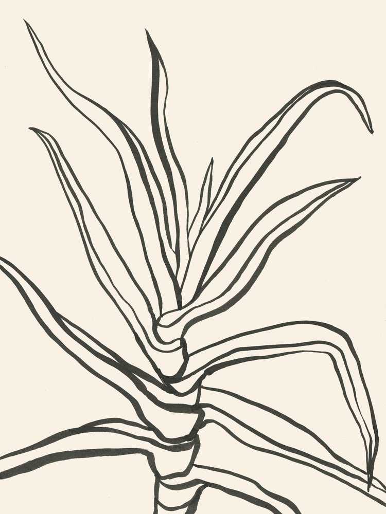  av Catalina Somolinos