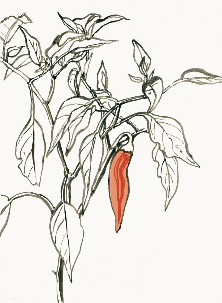  av Catalina Somolinos