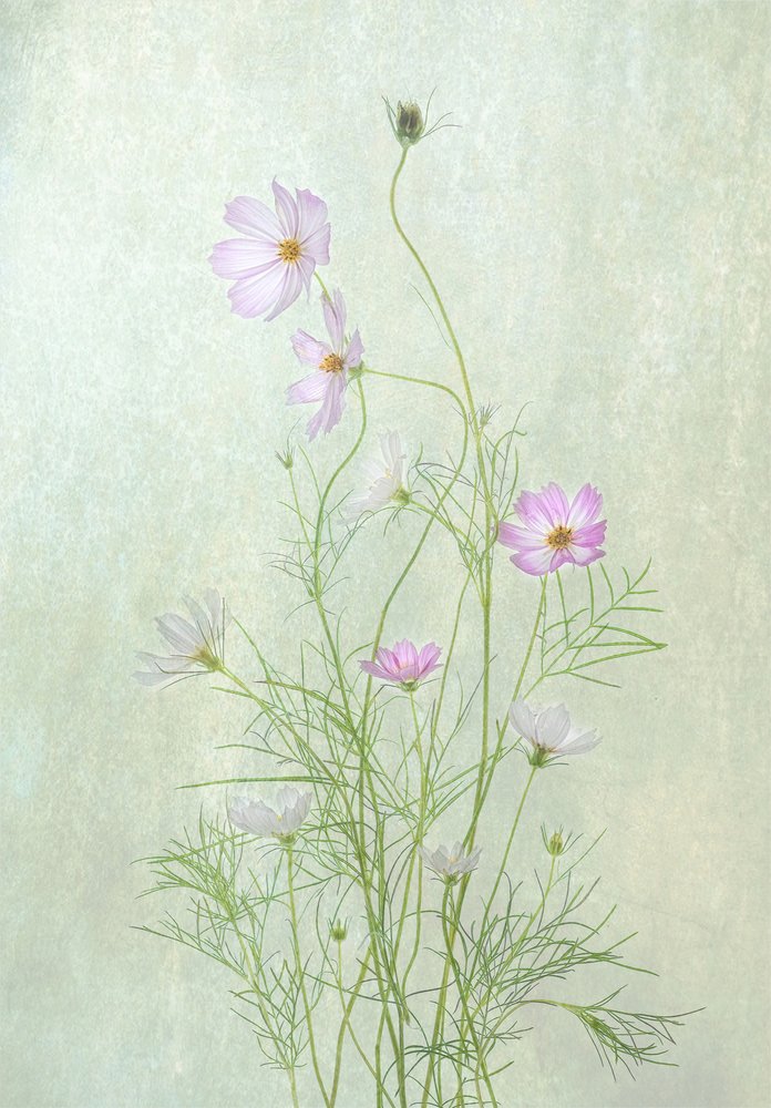 Delikate kosmosblomster av Catherine Wang