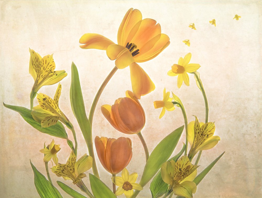 Gylne vårblomster av Catherine Wang