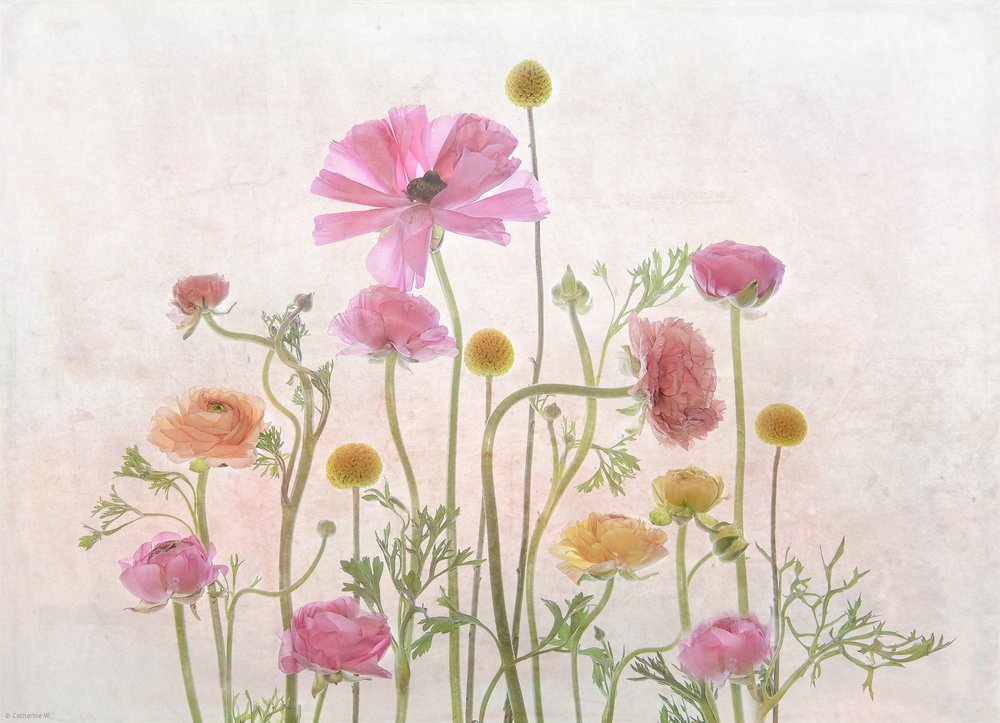 Lysrosa ranunkel av Catherine Wang