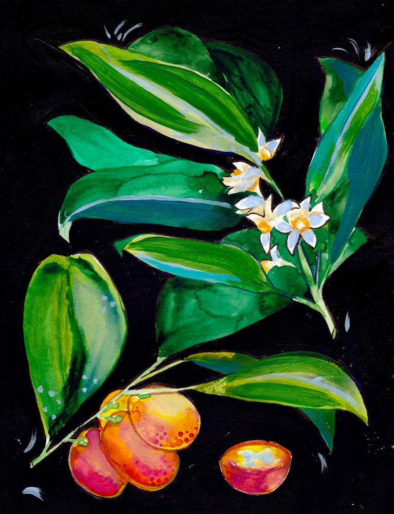  av Christine Lindstrom