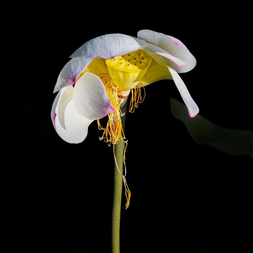  av Chuanxu Ren