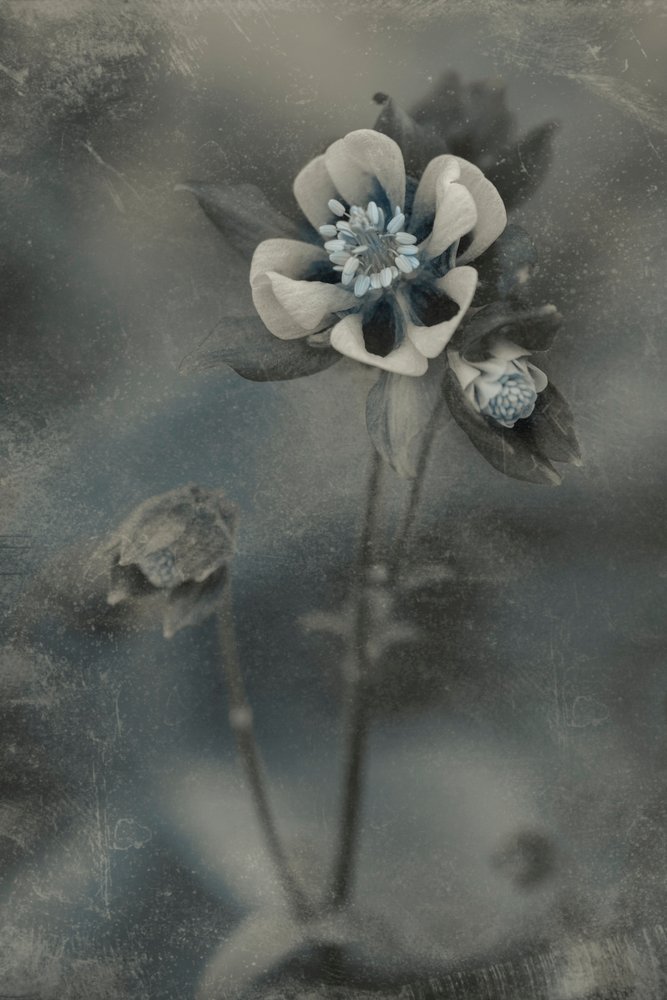 Blå vintageblomst av Cicek Kiral