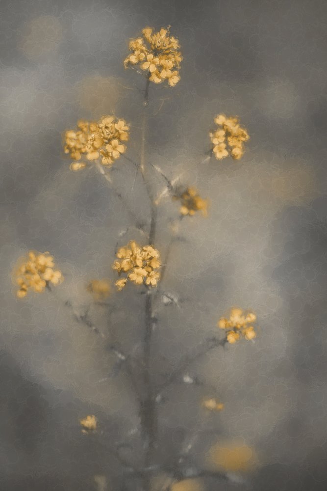 Drømmende gule blomster av Cicek Kiral