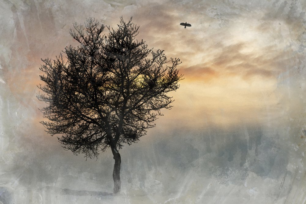 Det dramatiske Lone Tree av Codruta Georgescu