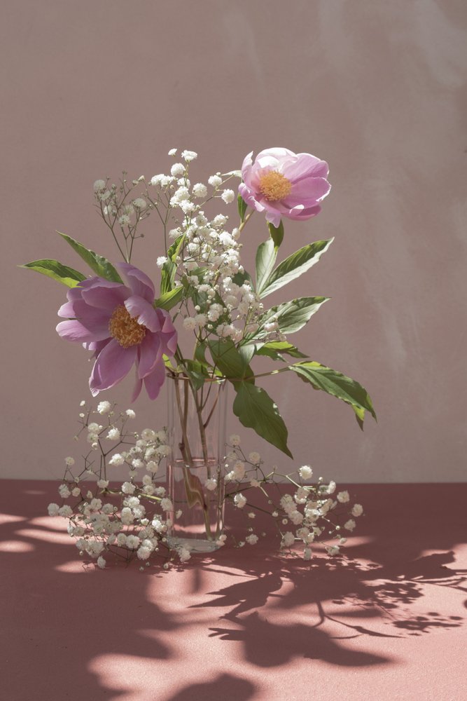 Rosa pioner i dempet lys av Donatella Basso