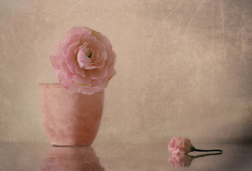 Blomstrende ranunkel i myk rosa av Elena Arjona