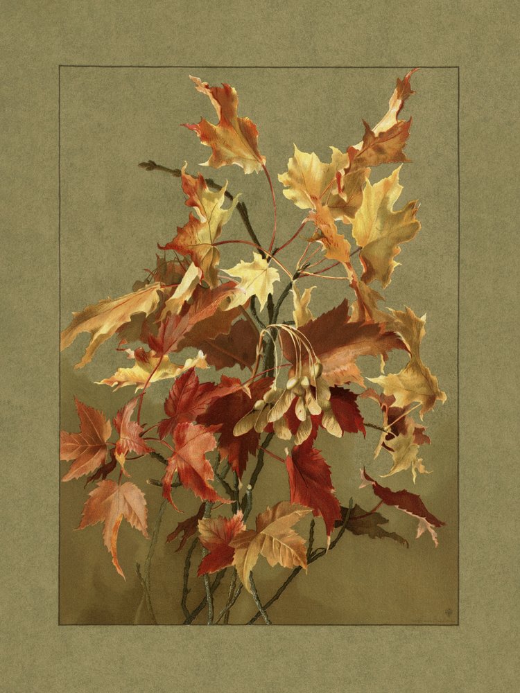  av Ellen Thayer Fisher