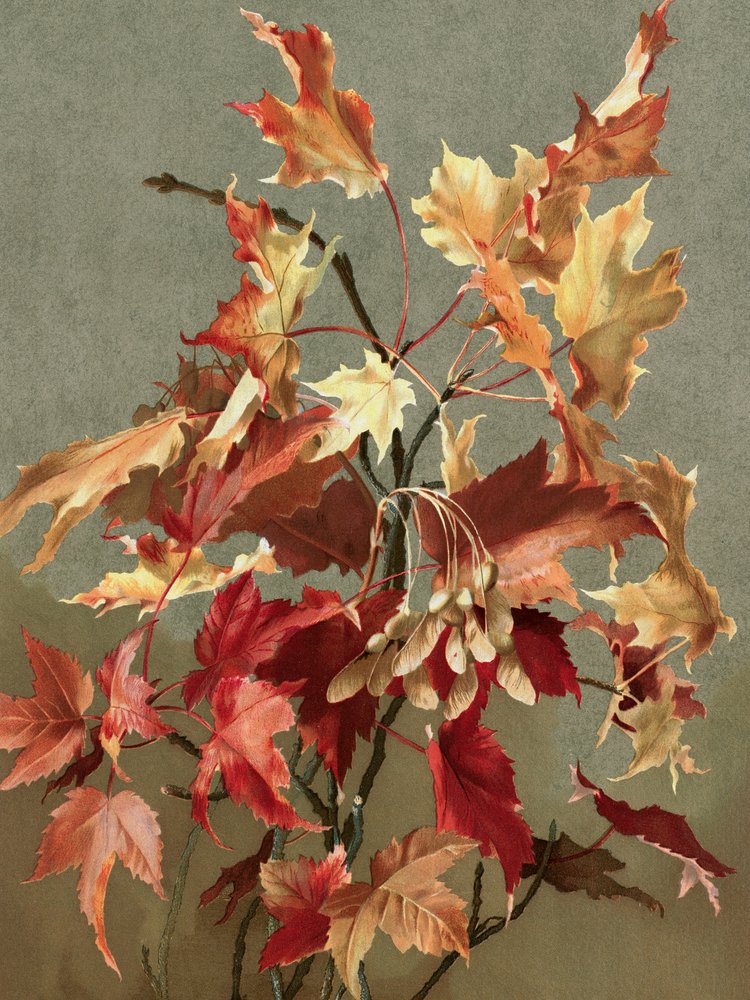  av Ellen Thayer Fisher