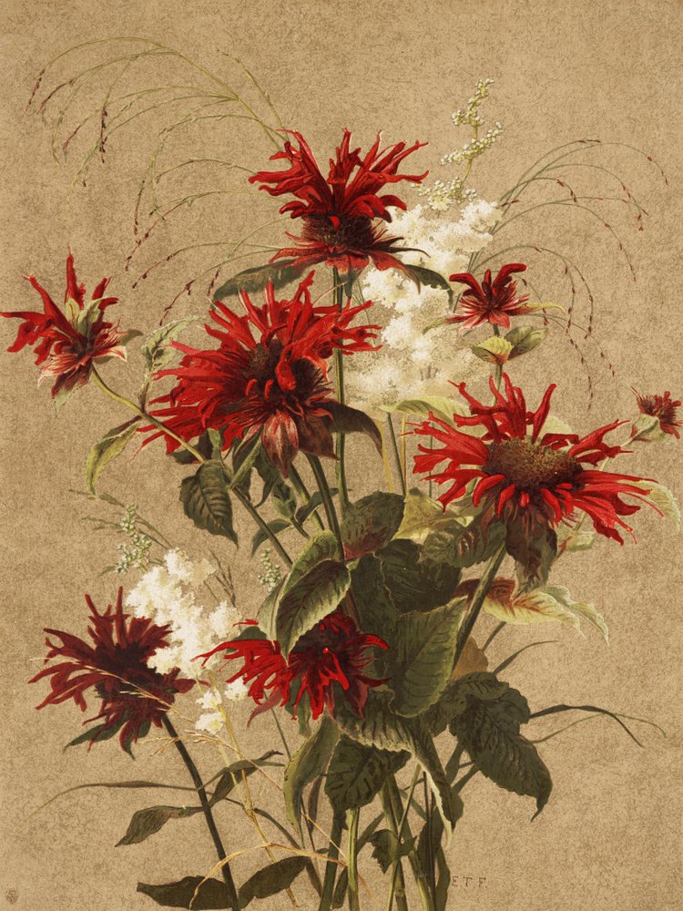  av Ellen Thayer Fisher