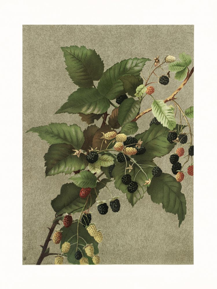  av Ellen Thayer Fisher