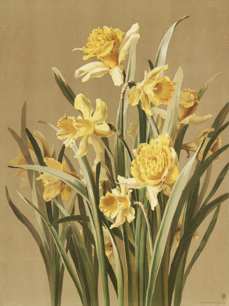  av Ellen Thayer Fisher