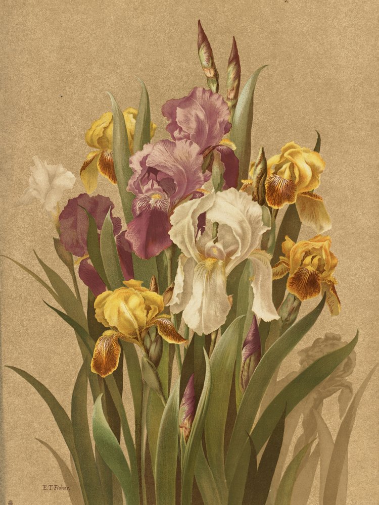  av Ellen Thayer Fisher