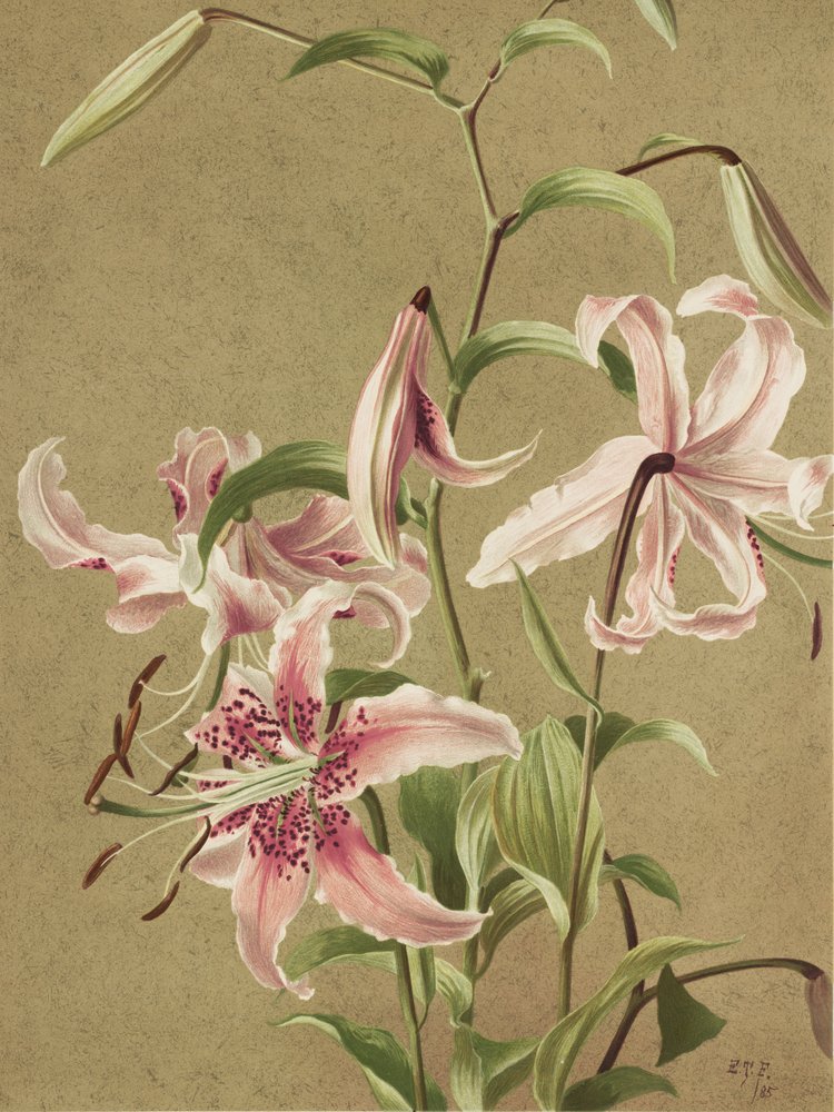  av Ellen Thayer Fisher
