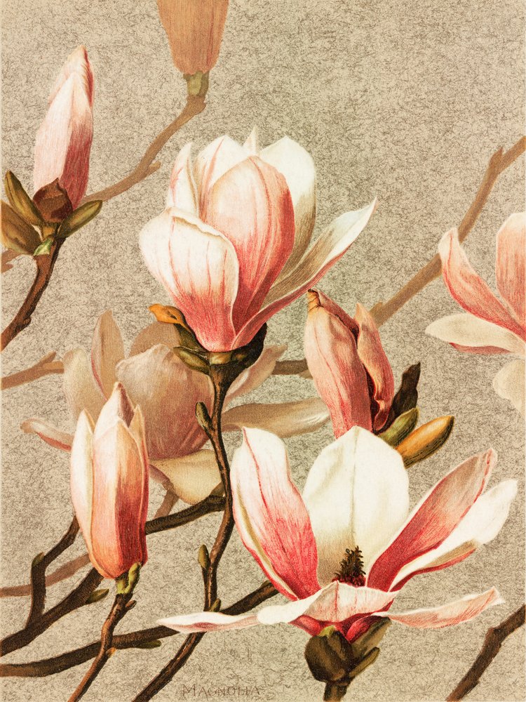  av Ellen Thayer Fisher