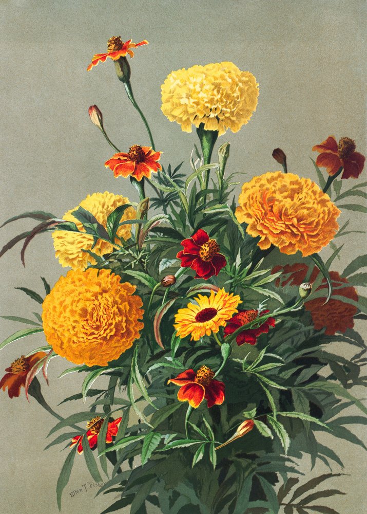  av Ellen Thayer Fisher