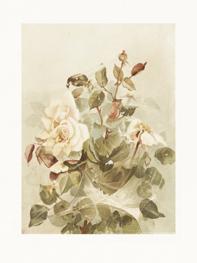  av Ellen Thayer Fisher