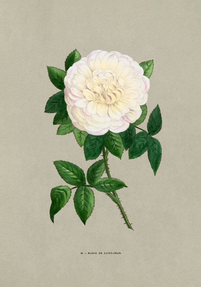  av F. Grobon