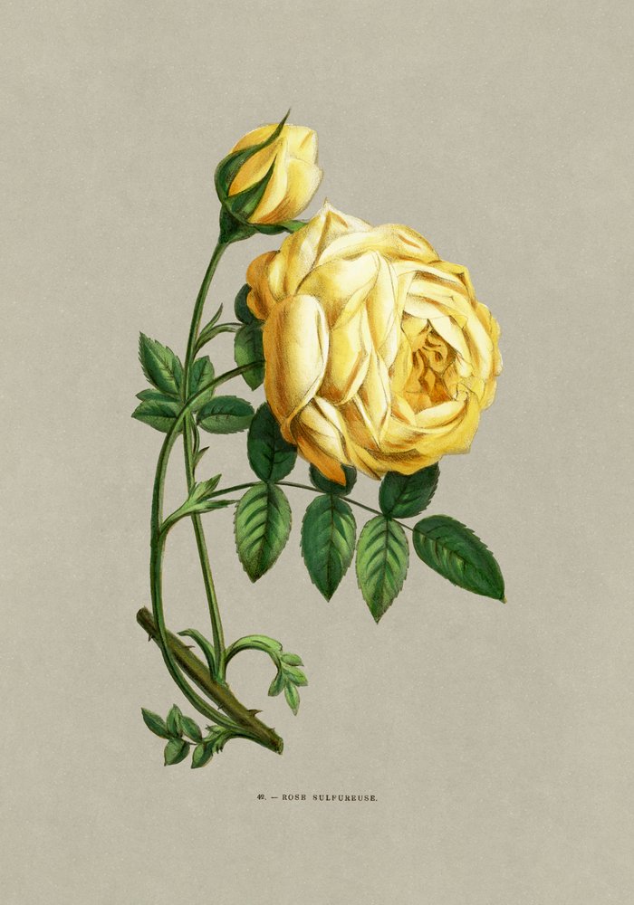  av F. Grobon