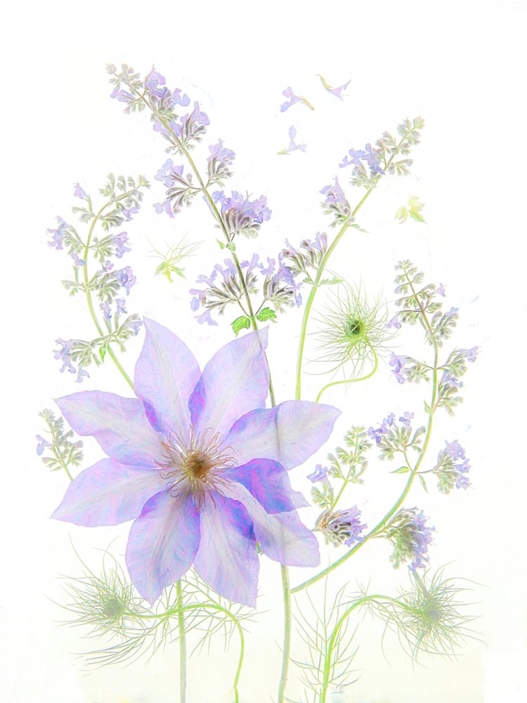 Sarte lavendelblomster av Fangping Zhou