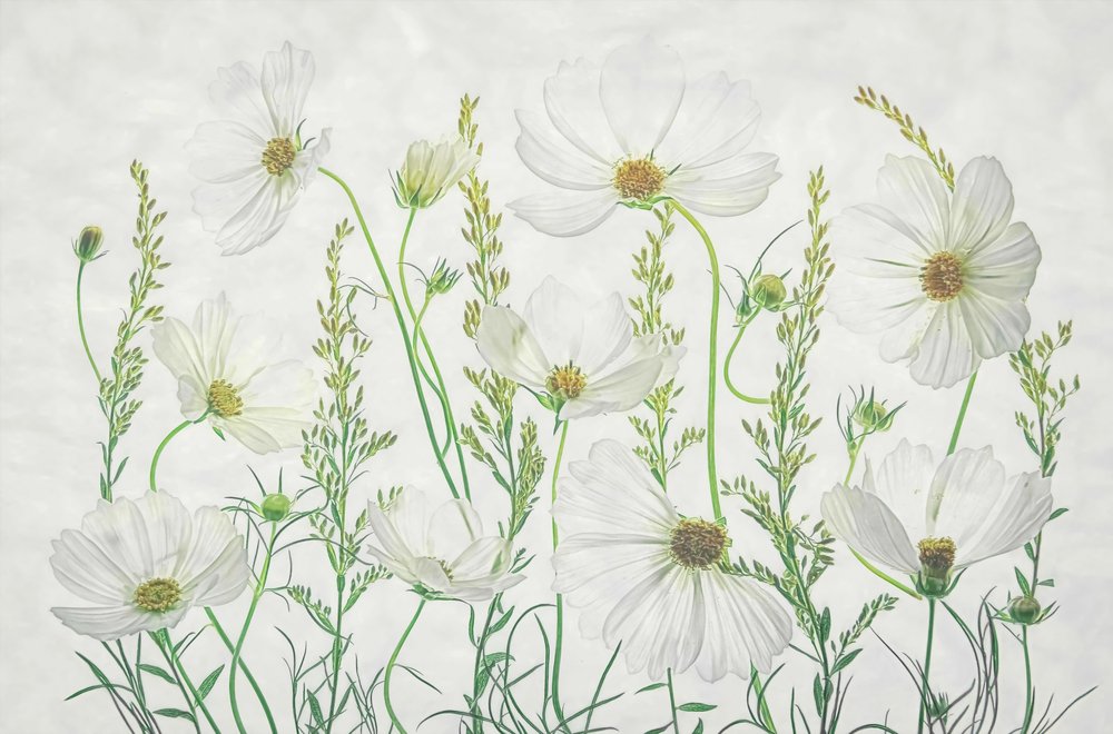 Eng med hvite kosmosblomster av Fangping Zhou