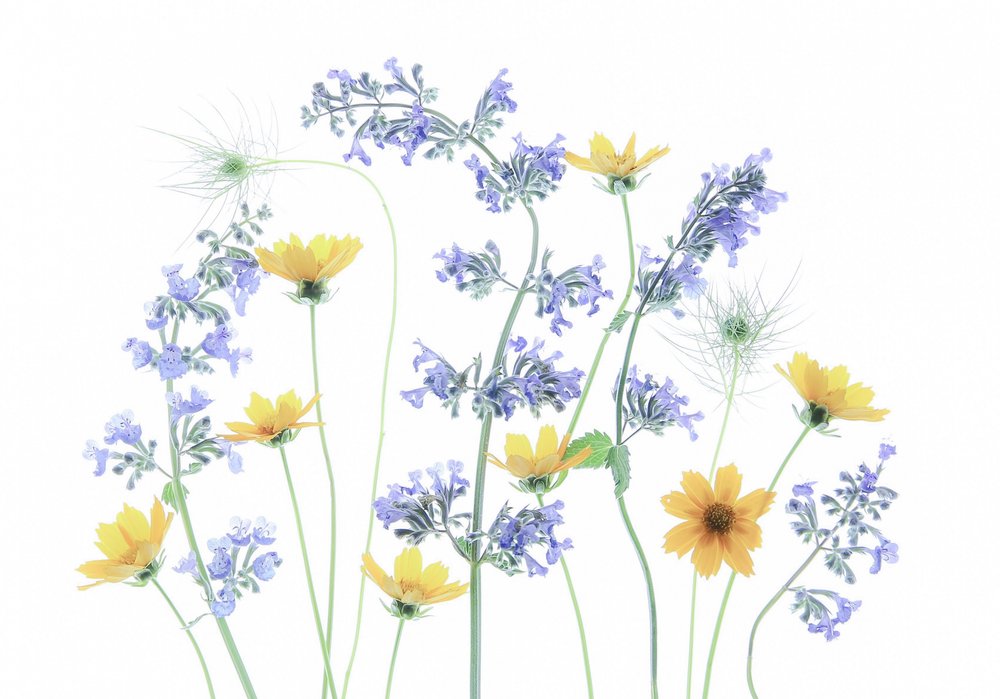 Blomster på vill eng av Fangping Zhou