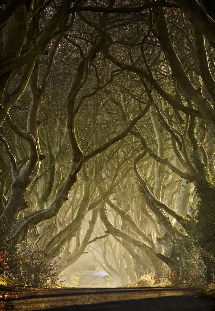  av Gary McParland