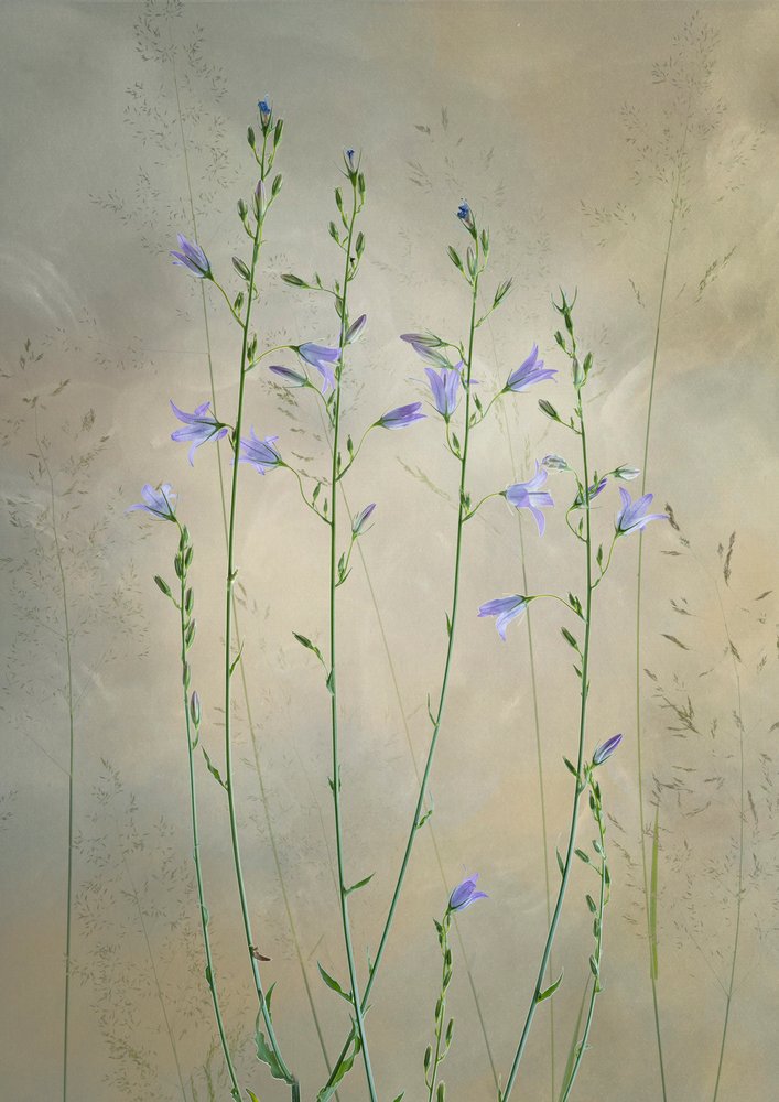Delikate klokkeblomster av Greetje van Son