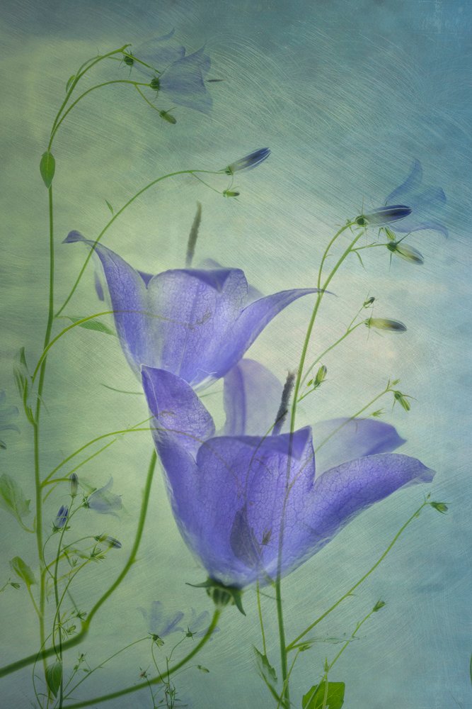 Eteriske blå klokkeblomster av Greetje van Son