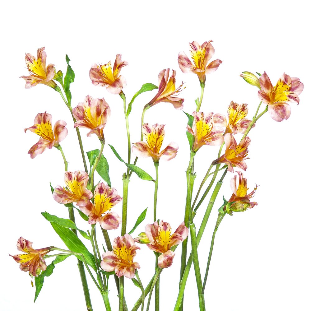 En fargerik bukett med alstroemeria av Hardik Pandya