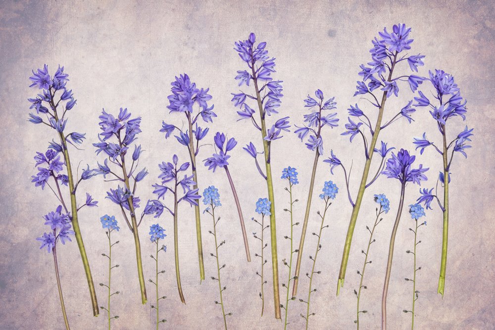 Vintage Bluebell Garden av Hardik Pandya