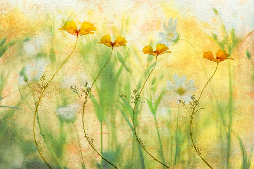 Drømmende sommerblomster av Hilda van der Lee