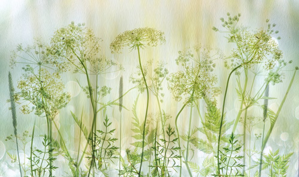 Myke grønne villblomster av Hilda van der Lee