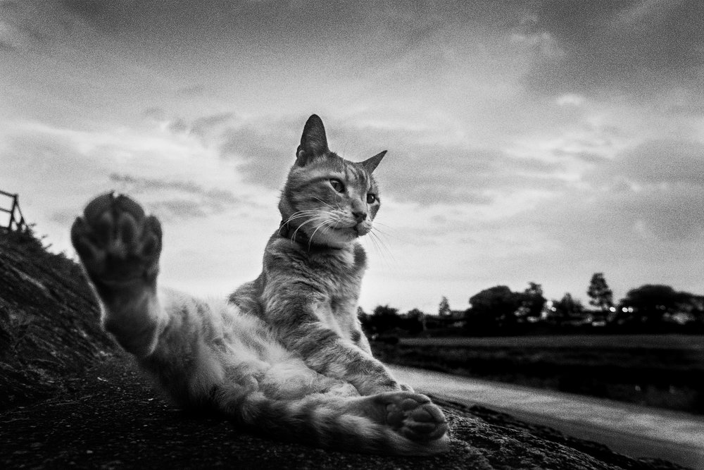 Strekkøvelse for nysgjerrige katter av Hiroaki Kuroda