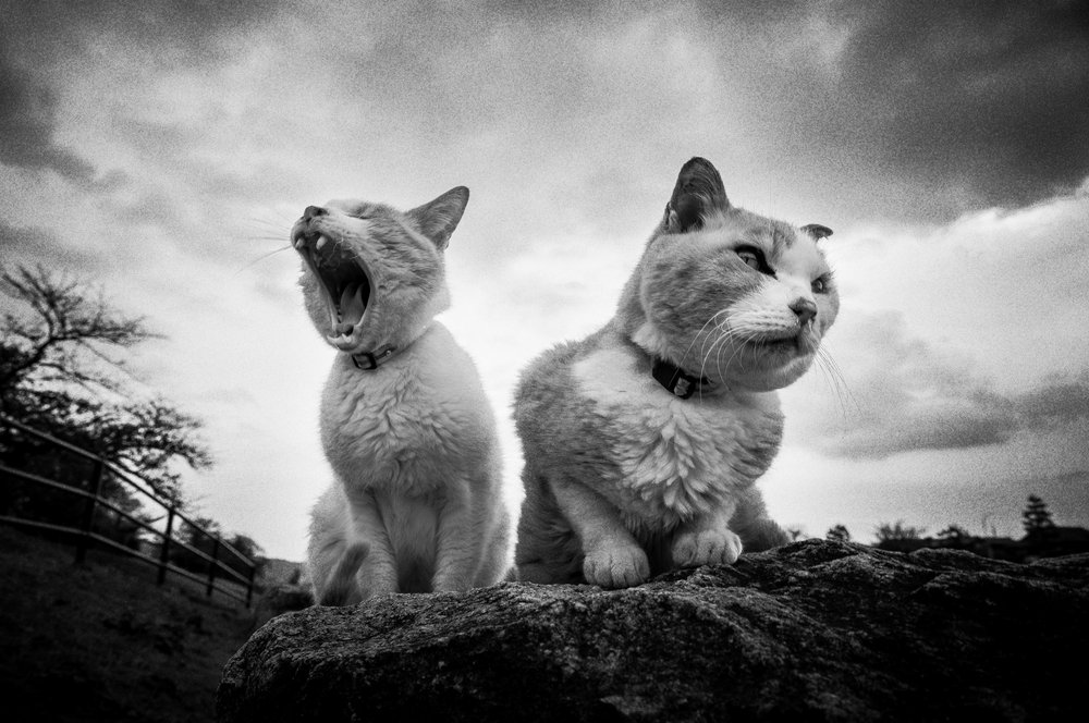 Gretne, gjespende katter av Hiroaki Kuroda