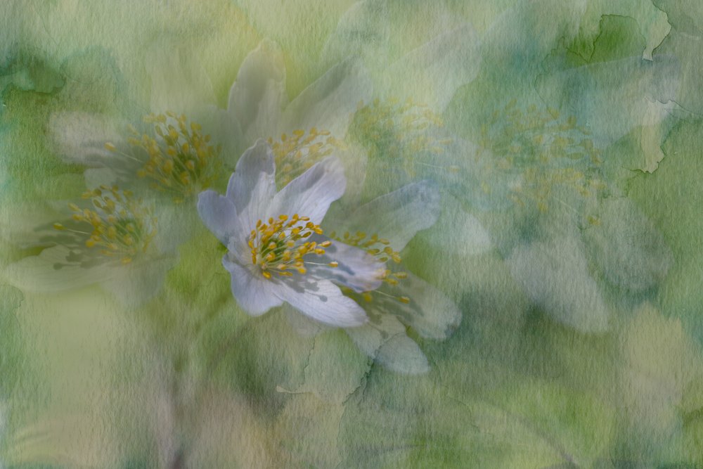 Drømmende jasminblomster av Igor Kopcev